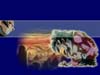 goku7